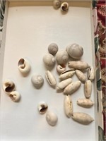 Estate lot of seashells