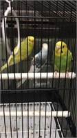 Parakeets