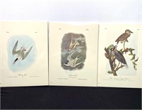 J.J.Audubon Prints