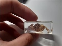 Spécimen De Crabe Dans Résine Transparente