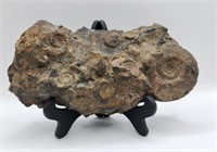 Ammonite Cluster from Morocco