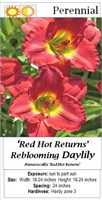 6 Rebloomer Red Hot Daylily Plants