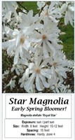 5 White Royal Star Magnolia Plants