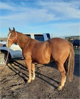 Blaze - 12yr - 15.2hh - Gelding