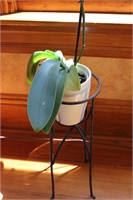 Orchid with plant stand