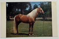 Vintage RPPC Postcard Palomino Stallion!