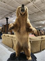 Incredibly awesome full body grizzly bear mount