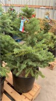 7 Gallon Blue Spruce (BIDX5)