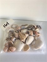 Unique Seashells Including Cheetah Print Shell