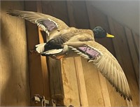 MALLARD MOUNT