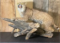 BOBCAT MOUNT