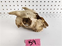 Interesting Taxidermy Horned Goat Skull?