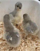 3 Unsexed-Standard Lavender Orpington Chicks