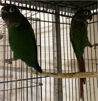 Pair-Greencheek Conures-Proven breeders