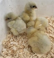 4 Unsexed-Standard Cochin Chicks-White/Blue