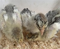 3 Unsexed-Standard Laced Orpington Chicks