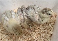 3 Unsexed-Standard Choc. Laced Orpington Chicks