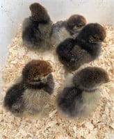 5 Unsexed-Standard Partridge Cochin Chicks