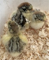 3 Unsexed-Standard Laced Orpington Chicks