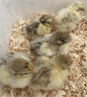 5 Unsexed-Standard Choc. Laced Orpington Chicks