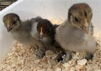3 Unsexed-Standard Cochin Chicks-Partridge/Blue Pr