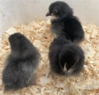 4 Unsexed-Serama Bantams