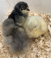3 Unsexed-Standard Cochin Chicks-Black/Blue/White