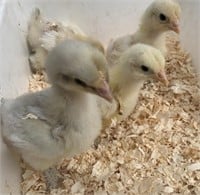4 Unsexed-Standard Cochin Chicks-White/Blue