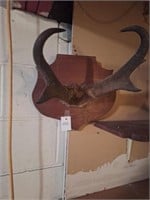 Prong Horn Antelope mount