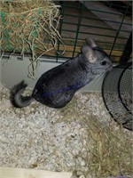 Unsexed Chinchilla W/ Cage, Bedding, Access.