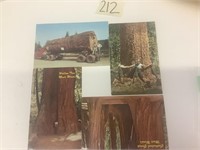 4 Postcards of trees