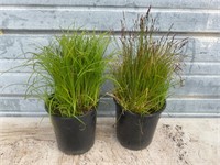 2 - Decorative Grass Plants