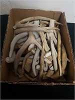 Deer antlers for hobby projects