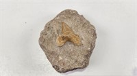 Prehistoric Tooth (maybe shark)
