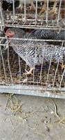 3 Barred Rock Roosters