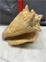 Old conch shell