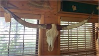 Skull & Longhorns approx 5ft L