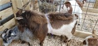 Proven Crossbred Brown & White Billy W/ Horns