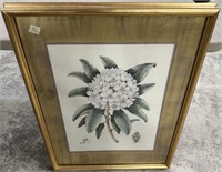 R Hododendron Dan Mitrs Flower Lithograph