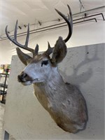 4 x 4 Whitetail Mount, Tear on Back