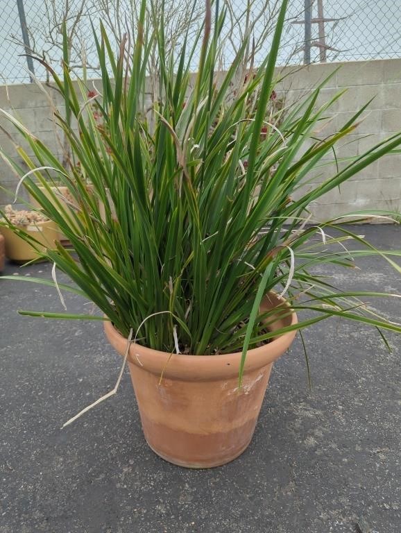 Live wild iris plant in terracotta planter