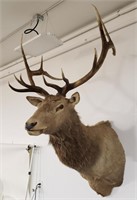 Giant Elk Taxidermy Wall Mount. Measures