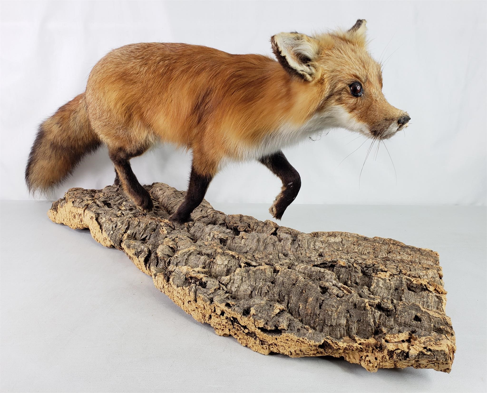 Fox on Wood Taxidermy