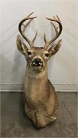 Mounted 13 Point Deer Head