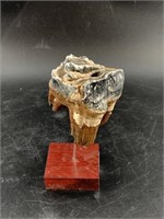 Fossilized wooly rhino tooth 3.25" with custom dis