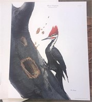 Ray Harm Pileated Woodpecker