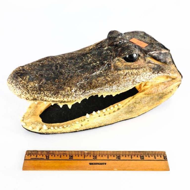 Alligator Head