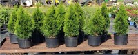 10 Emerald Green Arborvitae Trees