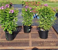 3 Laura Purple Garden Phlox Plants