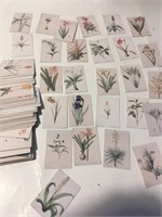 Une centaine de petite carte botanique de plante